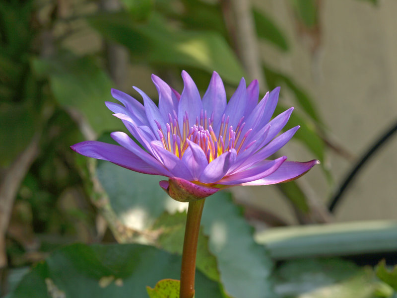 Golden Mount, Flower